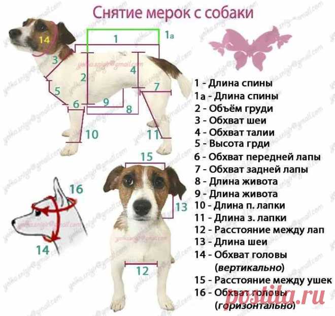 СНЯТИЕ МЕРОК ДОМАШНИХ ЖИВОТНЫХ / Прочие виды рукоделия / Другие виды рукоделия