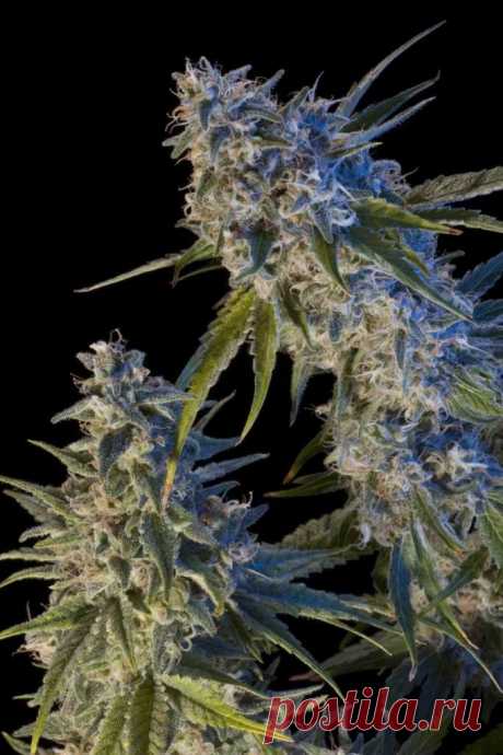 Early Kush
Genotype: Indica / Sativa
Genetics: (Lemon Thai x Pakistani) x ChemDawg
Origin: California (USA)
Height: up to 3 meters in open field
Flowering: 8-9 weeks
THC (tetrahydrocannabinol): 24%
CBD (cannabidiol): 0.23%
Harvest: early October outdoors

A semi-legendary strain from the lovin’ Califfornia. It flowers a lot earlier than most of the strains grown at West Coast, hence its popularity. 
#Rastaman_Seeds