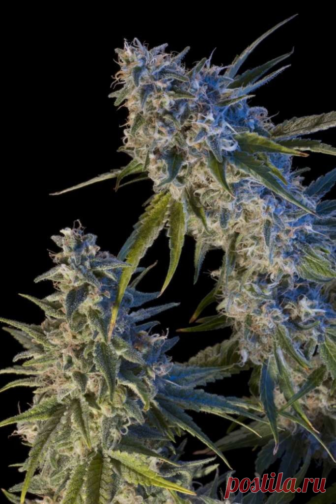 Early Kush
Genotype: Indica / Sativa
Genetics: (Lemon Thai x Pakistani) x ChemDawg
Origin: California (USA)
Height: up to 3 meters in open field
Flowering: 8-9 weeks
THC (tetrahydrocannabinol): 24%
CBD (cannabidiol): 0.23%
Harvest: early October outdoors

A semi-legendary strain from the lovin’ Califfornia. It flowers a lot earlier than most of the strains grown at West Coast, hence its popularity. 
#Rastaman_Seeds