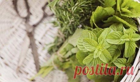 Все секреты длительного хранения зелени