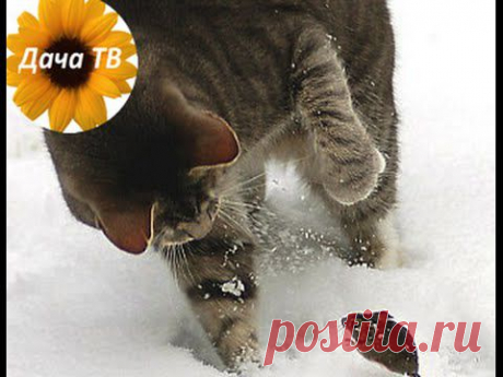 Как избавиться от мышей? Поможет ли в этом кошка? / Дача ТВ / 7dach.ru