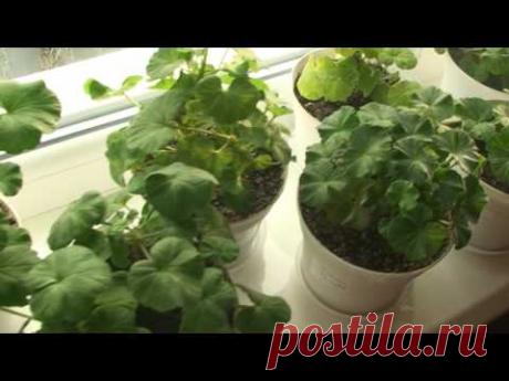 Пеларгонии после кардинальной обрезки - 2. Ноябрь.