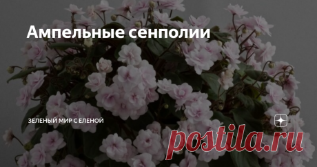 Ампельные сенполии Многообразие сортов узамбарских фиалок может поразить даже самого продвинутого цветовода. Самыми обычными сенполиями уже никого не удивишь, тем более, что с каждым годом появляется большое количество новых. Отличаются они размером цветка, разной степенью махровости цветка, окраской цветка и листьев. Еще недавно были диковинкой миниатюрные сорта сенполий. А многие из вас видели сенполии ампельные (трейлерные)? Трейлерные фиалки образуют длинные побеги( до...