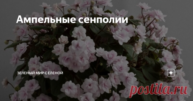 Ампельные сенполии Многообразие сортов узамбарских фиалок может поразить даже самого продвинутого цветовода. Самыми обычными сенполиями уже никого не удивишь, тем более, что с каждым годом появляется большое количество новых. Отличаются они размером цветка, разной степенью махровости цветка, окраской цветка и листьев. Еще недавно были диковинкой миниатюрные сорта сенполий. А многие из вас видели сенполии ампельные (трейлерные)? Трейлерные фиалки образуют длинные побеги( до...