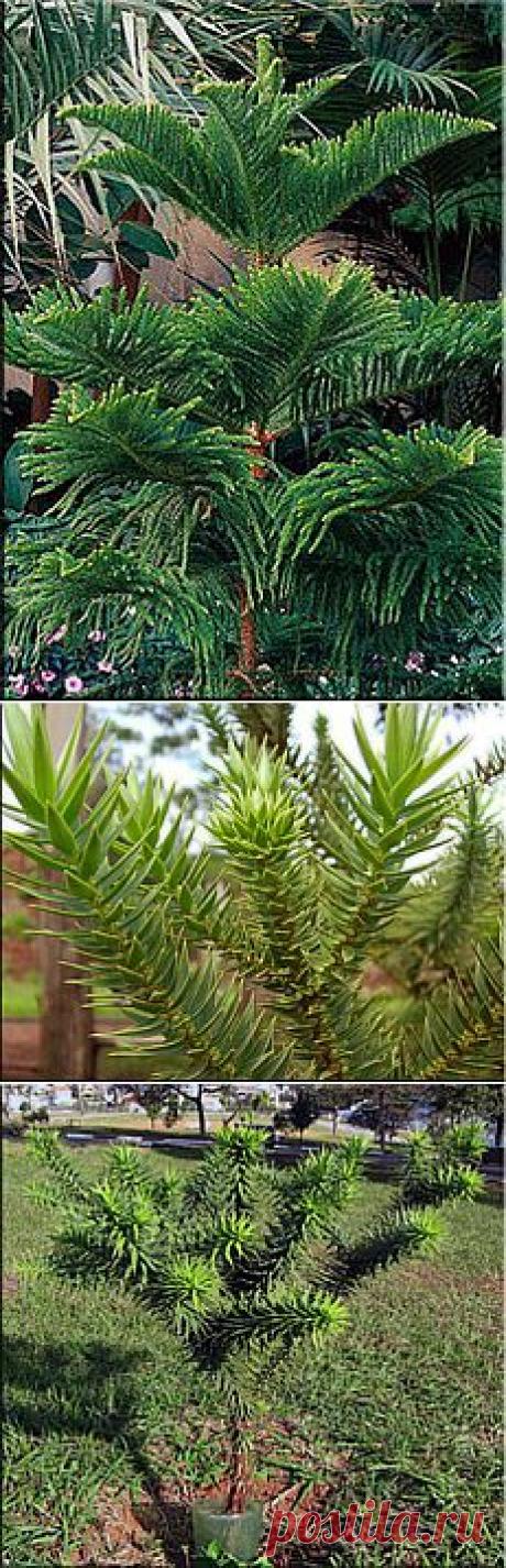 Араукария (Araucaria). Описание, виды и уход за араукарией | Флористика на "Добро ЕСТЬ!"