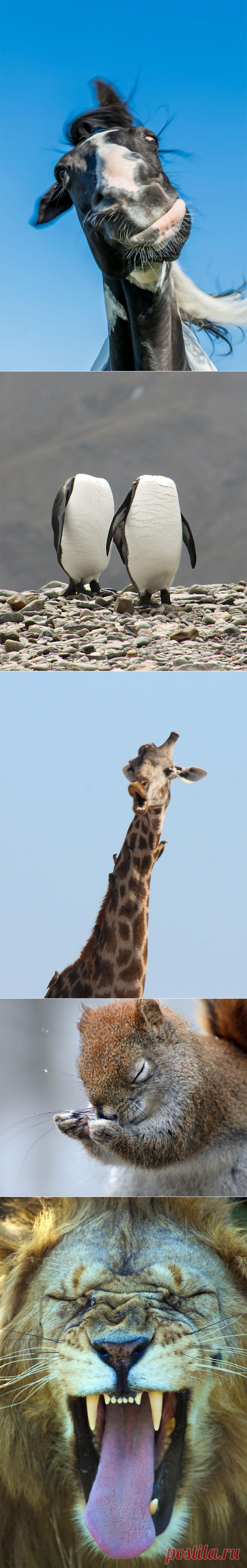 20 финалистов конкурса самых смешных фотографий дикой природы