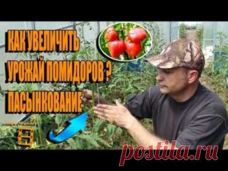 ПАСЫНКОВАНИЕ ПОМИДОРОВ. КАК УВЕЛИЧИТЬ УРОЖАЙ ТОМАТОВ? САД (ОГОРОД) И ТЕПЛИЦА