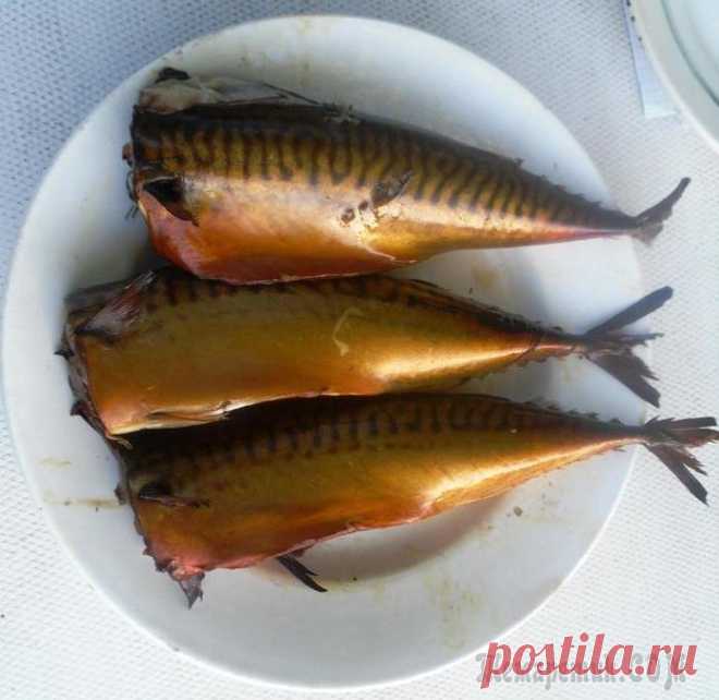 Скумбрия горячего копчения в домашних условиях