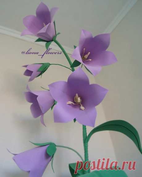 Миниатюрный колокольчик , всего 170 см в высоту не боится воды, но поливать его не нужно  А вы уже придумали, какой цветок хотите загигантить себе?