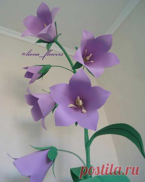 Миниатюрный колокольчик , всего 170 см в высоту не боится воды, но поливать его не нужно  А вы уже придумали, какой цветок хотите загигантить себе?