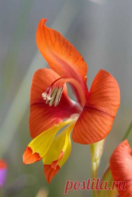 gladiolus alatus❤️