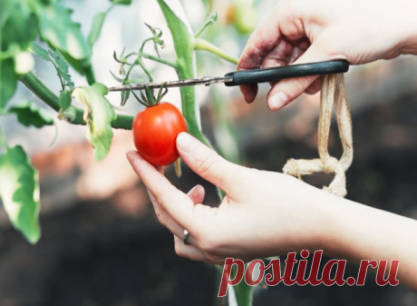 Раз обрезал - в три раза больше собрал! | OK.RU