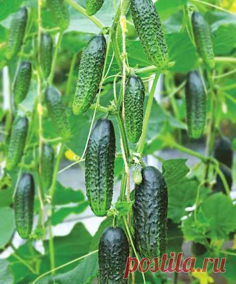 Огурцы Сатина F1 — удалые малыши-трудяги на радость взрослым и детям

 Готовы собирать рекордные урожаи огурцов? Тогда встречайте гибрид-партенокарпик Сатина!
Он вступает в плодоношение одним из первых — всего через 38-45 дней после массовых всходов. И сразу же засыпает владельца шквалом симпатичных мини-корнишонов. Если вас не пугает ежедневный съем огурчиков, пока они не выросли длиннее 5-6 см, свежие и вкусные овощи будут под рукой до середины сентября.
Дети обожают лак...