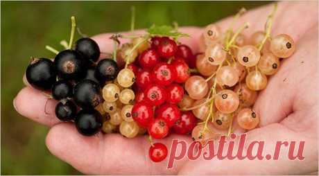 Ягода здоровья - смородина - Садоводка