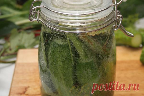 О приготовлении малосольных огурцов холодного засола — Готовим дома