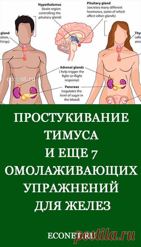 Простукивание тимуса и еще 7 омолаживающих упражнений для желез

​Все собранные упражнения построены на том, что самым простым и прямым способом благотворно влиять на железы техникой - постукивания и похлопывания. О нескольких исключениях написано ниже. Здоровье желез очень важно, и тем не менее ему уделяется мало внимания.
