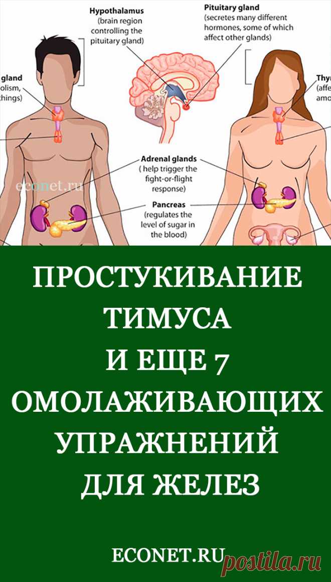 Простукивание тимуса и еще 7 омолаживающих упражнений для желез

​Все собранные упражнения построены на том, что самым простым и прямым способом благотворно влиять на железы техникой - постукивания и похлопывания. О нескольких исключениях написано ниже. Здоровье желез очень важно, и тем не менее ему уделяется мало внимания.
