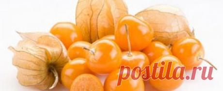 Физалис – польза и полезные свойства физалиса