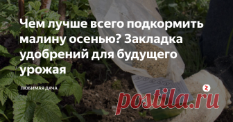 Чем лучше всего подкормить малину осенью? Закладка удобрений для будущего урожая Обычная малина уже отплодоносила у меня, а ремонтантная еще отдает урожай, радуя мою семью осенними ягодами. Сейчас главное начать ухаживать за обычной малиной, готовить ее к зимней спячке, а самое главное - подкормить удобрениями. Ведь она трудилась все лето, радовала нас урожаями и сама истощилась.
Первым делом я убираю секатором засохшую малину, срезаю под самую землю. Обязательно выгребаю весь