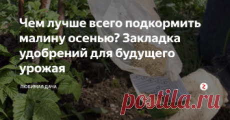 Чем лучше всего подкормить малину осенью? Закладка удобрений для будущего урожая Обычная малина уже отплодоносила у меня, а ремонтантная еще отдает урожай, радуя мою семью осенними ягодами. Сейчас главное начать ухаживать за обычной малиной, готовить ее к зимней спячке, а самое главное - подкормить удобрениями. Ведь она трудилась все лето, радовала нас урожаями и сама истощилась.
Первым делом я убираю секатором засохшую малину, срезаю под самую землю. Обязательно выгребаю весь