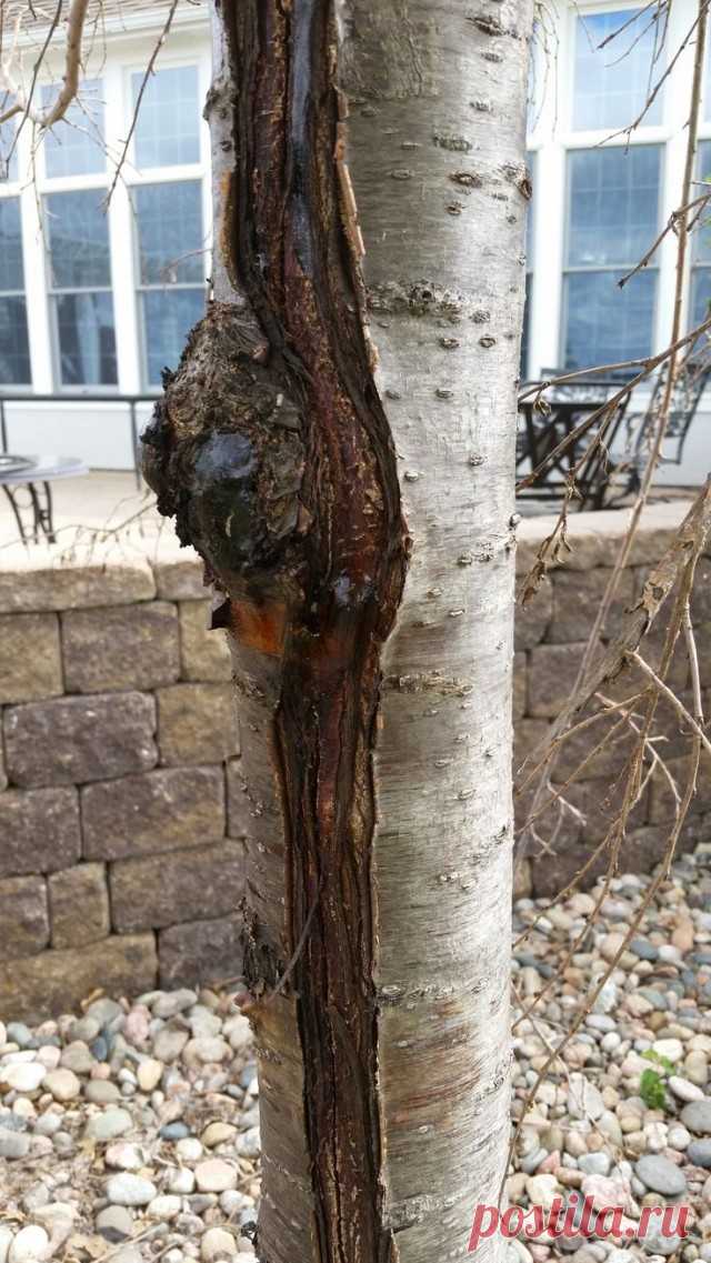 Морозобоина на плодовом дереве