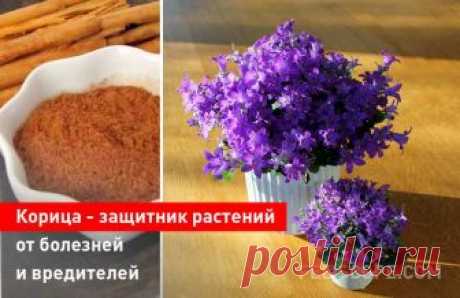 Корица - защитник растений от болезней и вредителей Молотая корица поможет не только украсить вкус ваших блюд, но и защитить ваши растения от различных вредителей. Это мощный натуральный фунгицид, уничтожающий грибковые заболевания, защищающий рассаду, и отпугивающий насекомых. Корица - это экологически чистое средство для ухода за растениями, которо