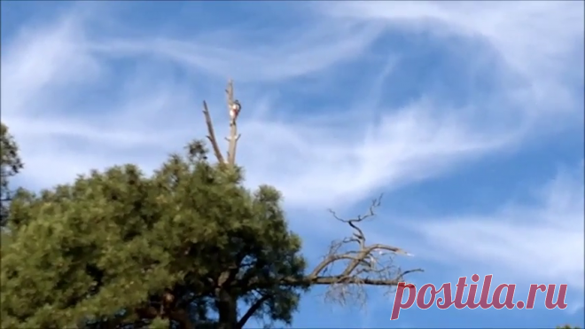 Кружево из шпатлевки для декупажа. Автор мк Лариса Тютюнник