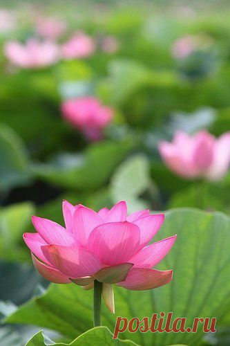 Больше, чем просто фотография