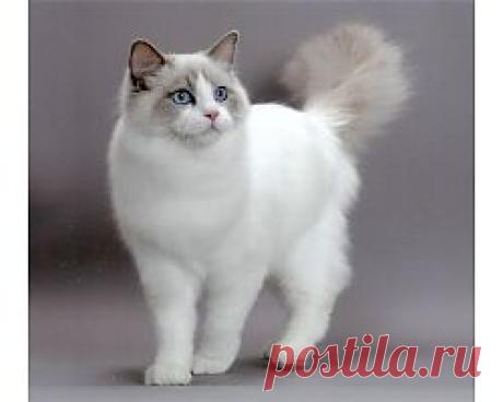 Самые популярные кошки и их характер