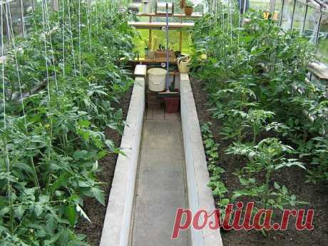 Rajče - úspěšné pěstování rajčat | rostliny / ostatní | Garten.cz