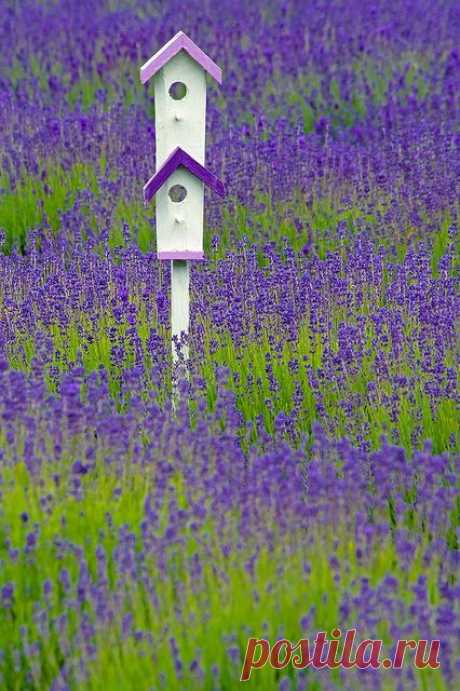 In the lavender fields