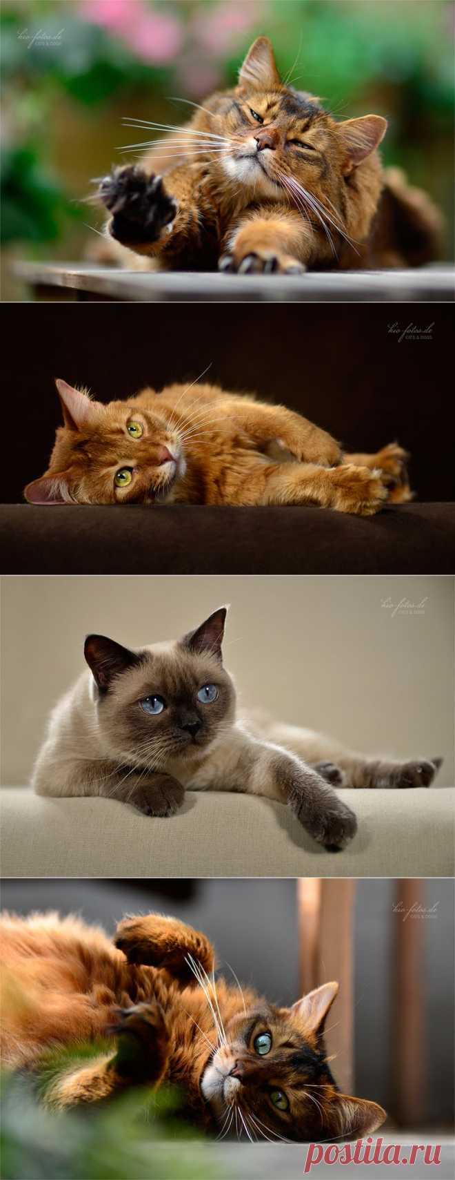 Красивые кошки от Kio Katzenfotos.
