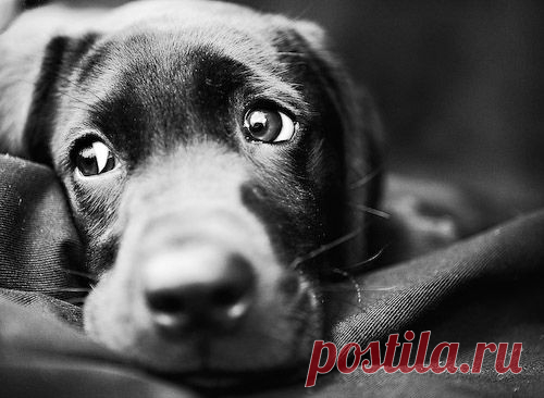 labrador puppy | Flickr - Photo Sharing!