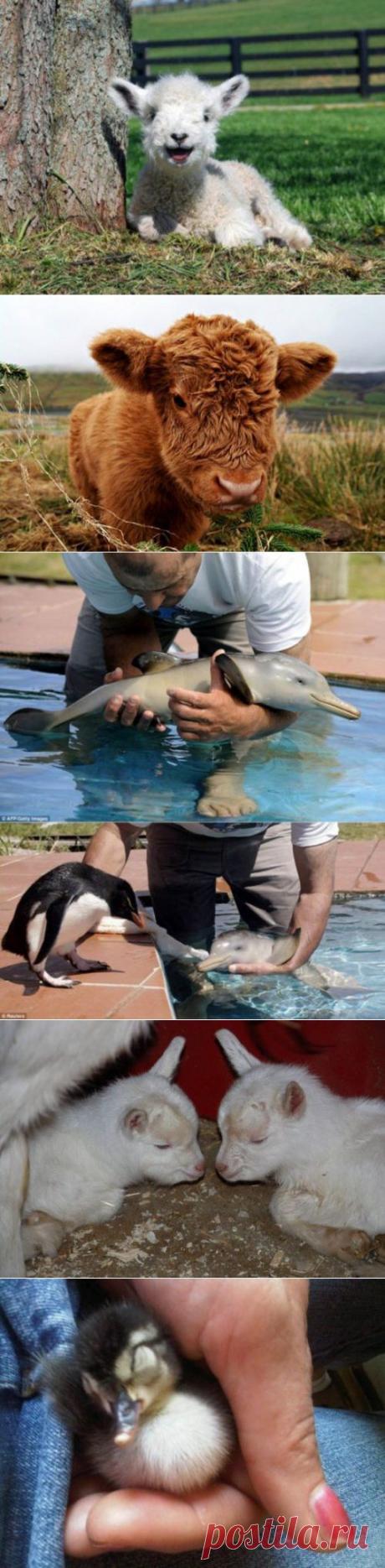 Вот какие малыши