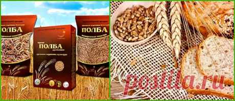 Этот низкокалорийный продукт, с высоким содержанием белка и аминокислот, незаменимыми микро- и макроэлементами, набором ненасыщенных жирных кислот и витаминов, вызывает к себе возрастающий интерес.

Прародительницей современных сортов пшеницы считается полба, которую называют спельта или эммер, полудикий вид пшеницы, возделываемый до 19 века во всех регионах планеты. Это дар предков, сохранивший в своем  наборе полный состав хромосом, в неизменном виде.