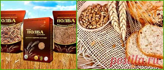 Этот низкокалорийный продукт, с высоким содержанием белка и аминокислот, незаменимыми микро- и макроэлементами, набором ненасыщенных жирных кислот и витаминов, вызывает к себе возрастающий интерес.

Прародительницей современных сортов пшеницы считается полба, которую называют спельта или эммер, полудикий вид пшеницы, возделываемый до 19 века во всех регионах планеты. Это дар предков, сохранивший в своем  наборе полный состав хромосом, в неизменном виде.