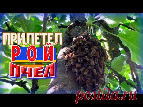 Прилетел РОЙ ПЧЕЛ на солнечный участок. Незапланированный выпуск. Художник в деревне пчеловод.