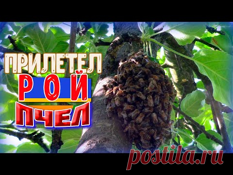 Прилетел РОЙ ПЧЕЛ на солнечный участок. Незапланированный выпуск. Художник в деревне пчеловод.