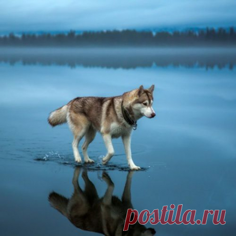 Сибирские хаски на озере (30 фото)
