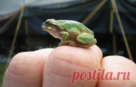 Frog On Knuckles  Free Stock Photo HD - Public Domain Pictures
