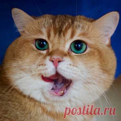 (10) Мой Мир@Mail.Ru