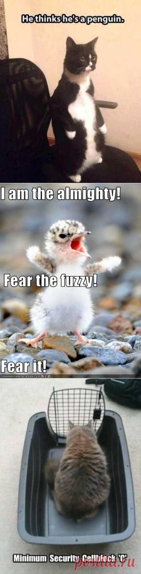 Top 30 Very Funny Animals Memes | Shining world