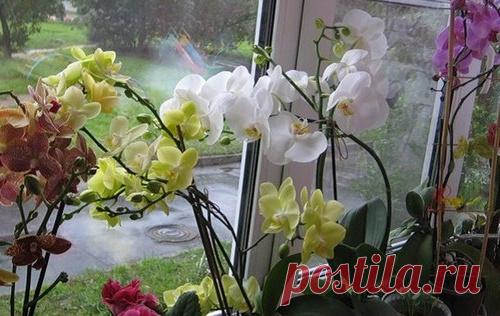 Секреты рассадки орхидей: как превратить 1 растение в 100.