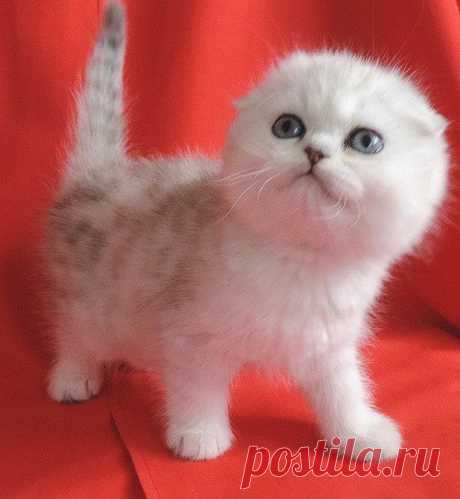 Продажа шотландских котят; Луганск.