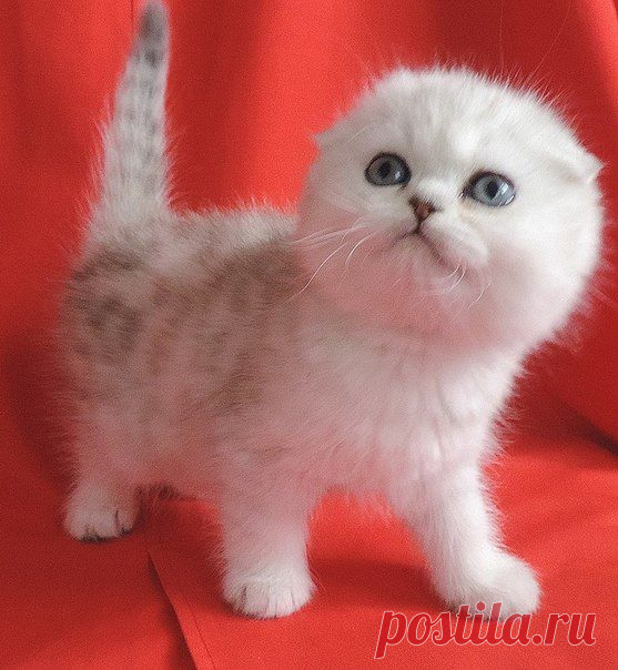 Продажа шотландских котят; Луганск.