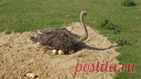 Страус (28 фото)