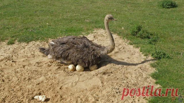 Страус (28 фото)