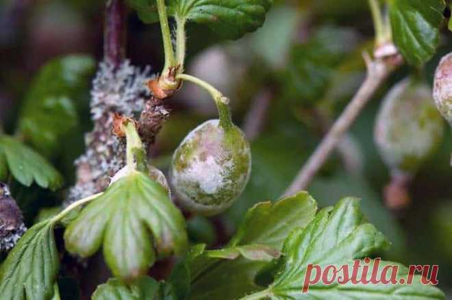 Болезни крыжовника с фото и борьба с ними: белый налет на ягодах