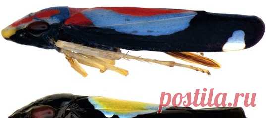 Шесть лет назад биологи обнаружили в Бразилии красотку-цикадку с сине-желтым пятном на спинке. Но ее недавно открытая родственница ее перещеголяла, надев эффектный сине-красный наряд. А вам какая больше нравится?