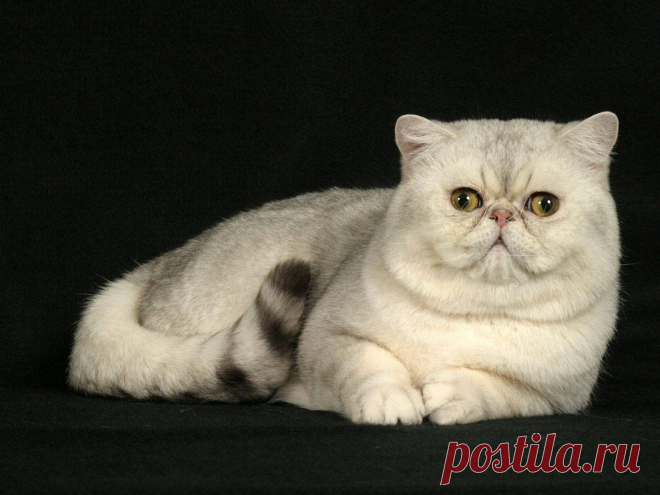 funny-exotic-shorthair